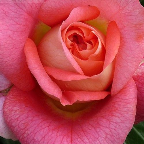 Online rózsa rendelés - Rózsaszín - virágágyi floribunda rózsa - diszkrét illatú rózsa - Rosa Sommersonne® - Tim Hermann Kordes - Ellenálló, bokros növekedésű fajta, kétszínű virágok tömegével.